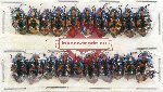 Scientific lot no. 548 Heteroptera (Scutellarinae) (20 pcs A, A-, A2)
