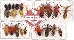 Scientific lot no. 539 Heteroptera (22 pcs)