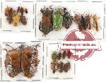 Scientific lot no. 482 Heteroptera (27 pcs)