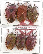 Scientific lot no. 516 Heteroptera (6 pcs)