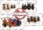 Scientific lot no. 550 Heteroptera (16 pcs)