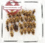 Scientific lot no. 527 Heteroptera (30 pcs)