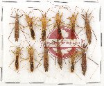Scientific lot no. 522 Heteroptera (12 pcs)