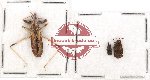 Scientific lot no. 479 Heteroptera (3 pcs)
