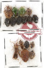 Scientific lot no. 525 Heteroptera (16 pcs)