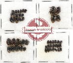 Scientific lot no. 487 Heteroptera (Cydnidae) (47 pcs)