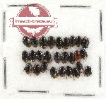 Scientific lot no. 475 Heteroptera (Cydnidae) (26 pcs)