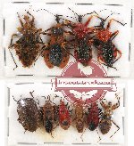 Scientific lot no. 540 Heteroptera (10 pcs)