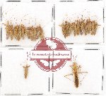 Scientific lot no. 506 Heteroptera (22 pcs)
