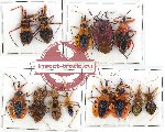Scientific lot no. 492 Heteroptera (13 pcs)