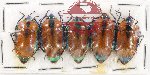 Scientific lot no. 526 Heteroptera (5 pcs)