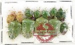 Scientific lot no. 494 Heteroptera (Pentatomidae) (12 pcs)
