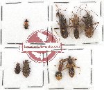 Scientific lot no. 486 Heteroptera (9 pcs)