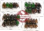 Scientific lot no. 157A Rutelinae (35 pcs A-, A2)