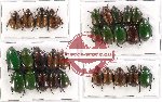 Scientific lot no. 156A Rutelinae (29 pcs A-, A2)