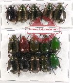 Scientific lot no. 165A Rutelinae (15 pcs)