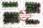 Scientific lot no. 169A Rutelinae (30 pcs)