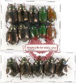 Scientific lot no. 166B Rutelinae (15 pcs)