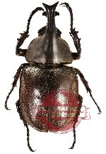 Xylotrupes pubescens ssp. gracilis