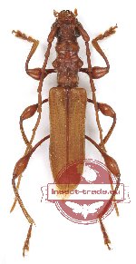 Ibidionidum jelineki (A2)