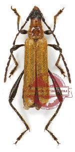 Kunbir crussator (A2)