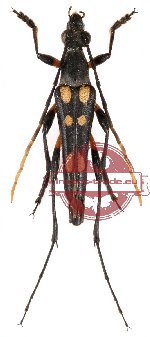 Pygostrangalia castaneonigra