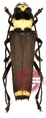 Glenea torquatella Aurivillius, 1923