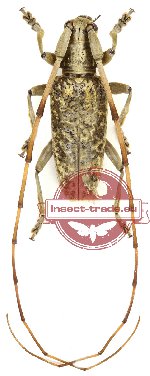 Acalolepta permutans