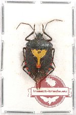 Pentatomidae sp. 7A