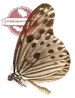 Ideopsis gaura ssp. (A2)