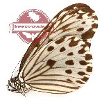 Ideopsis gaura ssp. (A2)