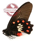 Pachliopta polydorus ssp. septentrionalis (A2)