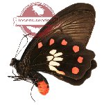 Pachliopta polydorus ssp. septentrionalis (A2)