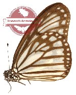 Ideopsis hewitsoni (A2)