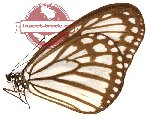 Ideopsis hewitsoni (A2)