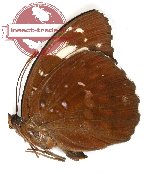 Lexias aeetes butungensis