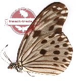 Ideopsis gaura daos (A-)