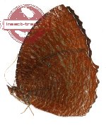 Elymnias hypermnestra kangeana (A-)