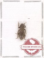 Tenebrionidae sp. 86