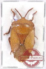 Pentatomidae sp. 29 (A-)