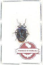 Zicrona coerulea (A2)