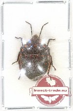 Solenostedium rubropunctatum Guérin