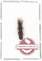 Heteroptera sp. 75