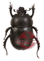 Odontotrypes roborowskyi (A-)