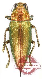 Chrysodema subrevisa ssp. REDDISH FORM