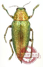 Chrysodema subrevisa ssp. GREEN/RED FORM