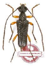 Pseudallosterna sp. 1