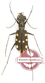 Thopeutica stenodera