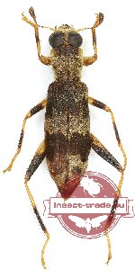 Omadius sp. 27