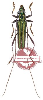 Callichromatini sp. 13A (A2)